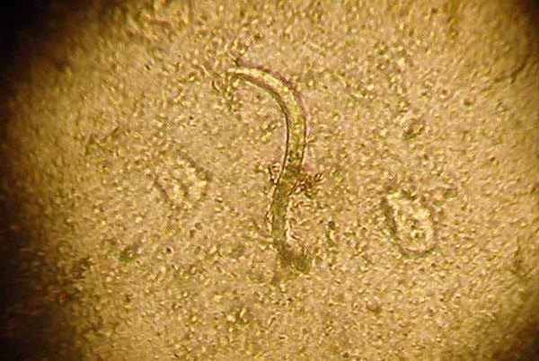 Представитель Семейства Cylindrorchiidae